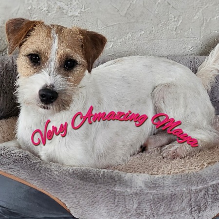 Very Amazing Maya My Summerdream